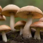 Hongos cultivados: importancia en la alimentación y su descubrimiento