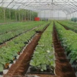 Beneficios de la agricultura en invernaderos: innovación y ecoeficiencia