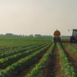 Innovaciones tecnológicas en el cultivo agrícola actual