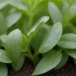 Nutrientes esenciales para hierbas: nitrógeno