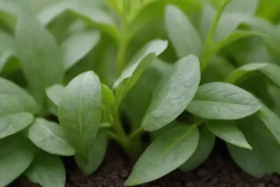 Nutrientes esenciales para hierbas: nitrógeno