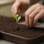 Aprende a trasplantar plántulas con cuidado y en el momento adecuado