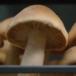 Mejores prácticas para almacenar hongos en climas cálidos