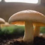 Beneficios de Cultivos de Hongos en Invernaderos Urbanos