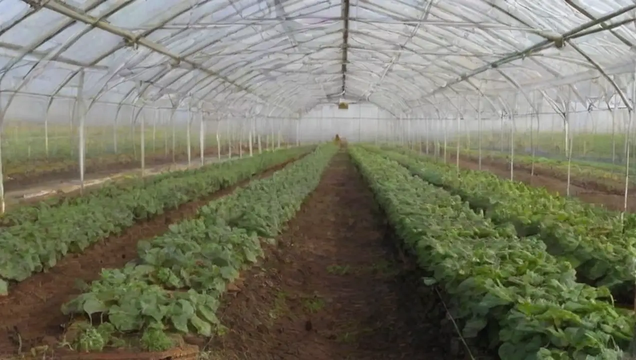 Beneficios de los invernaderos en la agricultura regenerativa de Invernaderos y su aporte a la agricultura regenerativa