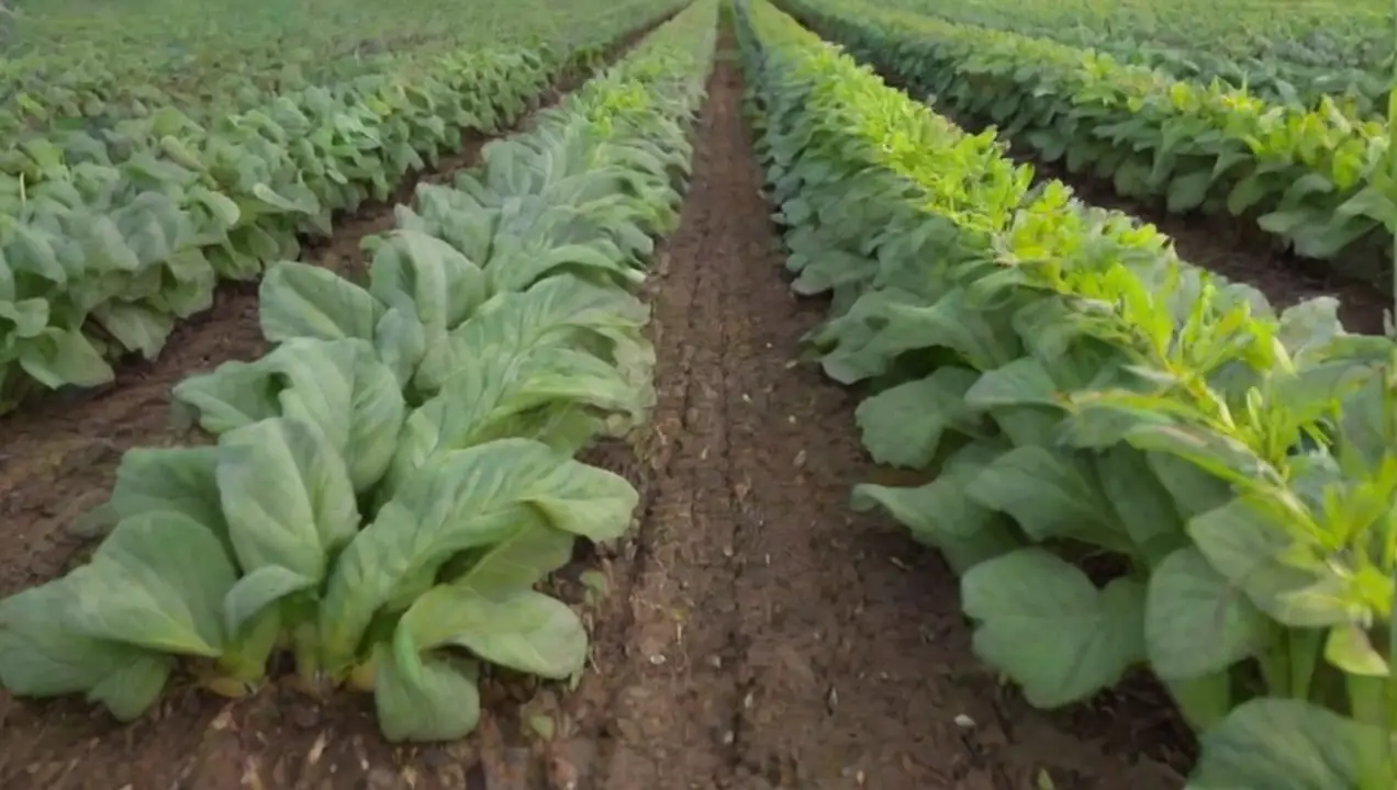 Efectos en la salud de los cultivos de Influencia del CO2 en la fructificación: efectos y beneficios clave