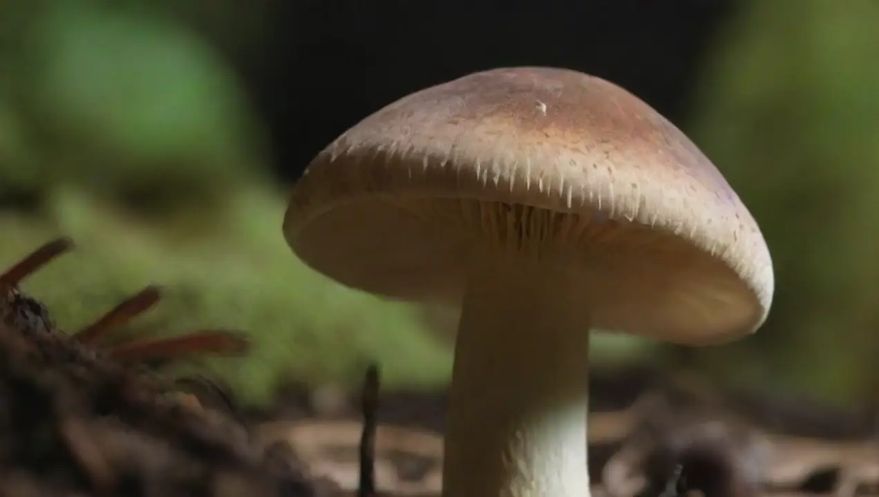 Especies de hongos que requieren pocas esporas de Especies de hongos que requieren pocas esporas para cultivo