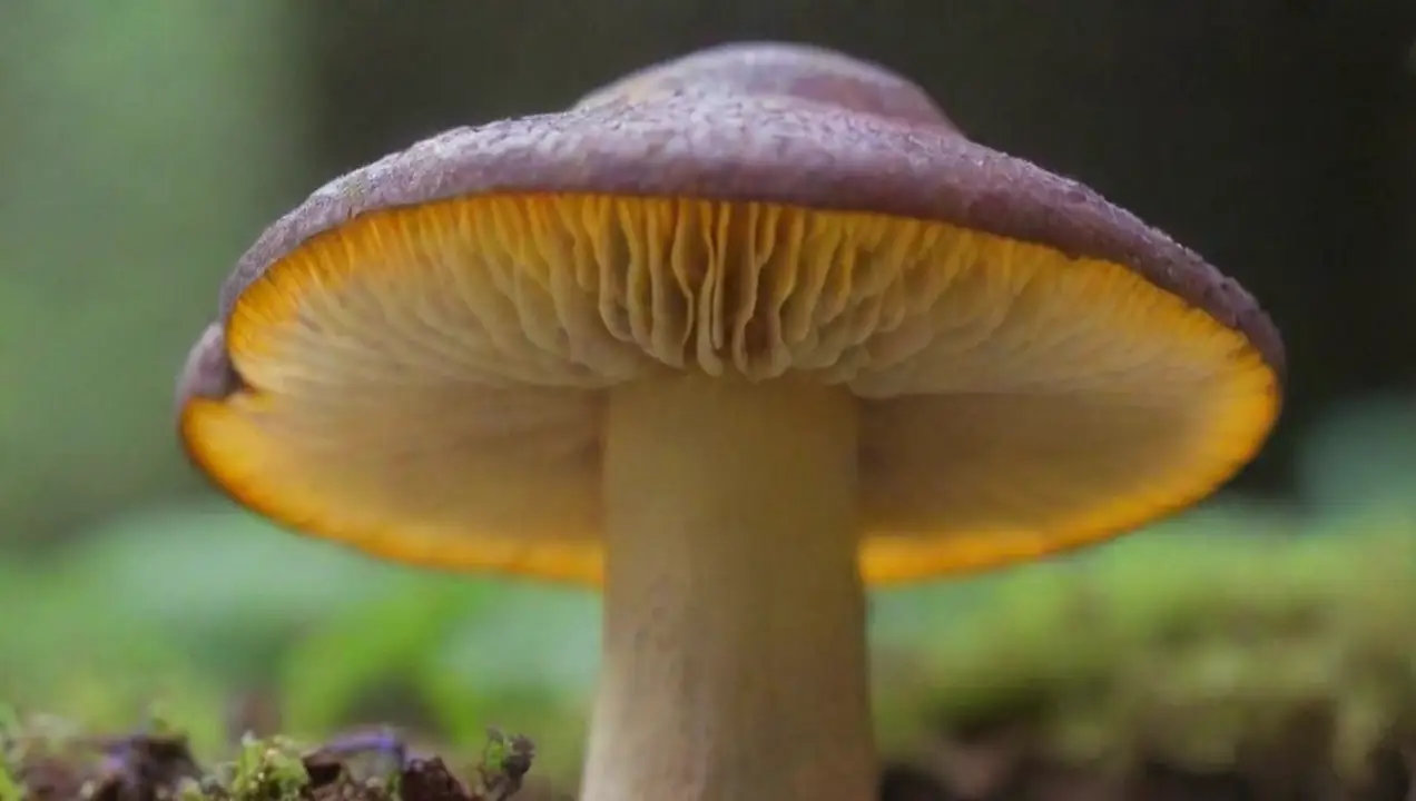 Micronutrientes clave y sus funciones en el crecimiento de los hongos de Micronutrientes esenciales para el crecimiento saludable de hongos