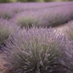 Guía para un jardín de lavanda: paleta
