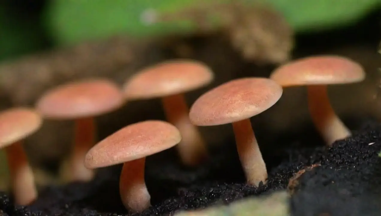 Tipos de plagas que afectan a los hongos de Impacto de plagas en la fructificación de los hongos