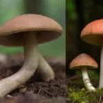 Diferencias clave entre hongos silvestres y cultivados