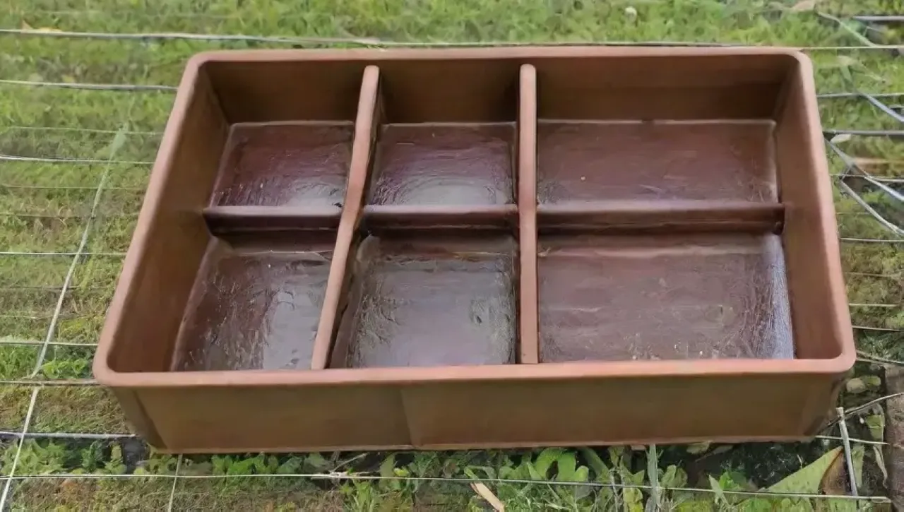 Bandejas de madera y plástico en un invernadero, con plántulas verdes y un ambiente de crecimiento