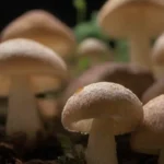 Cómo hacer tu propia mezcla de sustrato para hongos