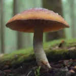 Los hongos pueden ser un aliado en la salud mental