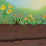 qué papel juega el pH del suelo en la eficacia de fertilizantes