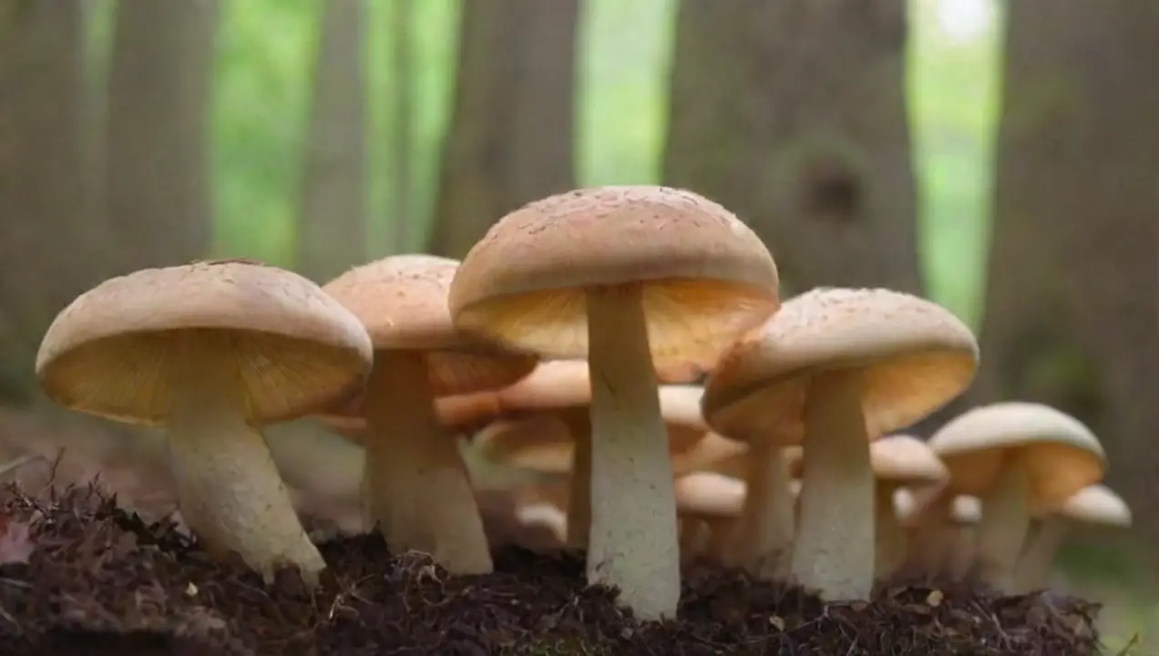 Macronutrientes: los pilares del crecimiento de los hongos de Qué nutrientes requieren los cultivares de hongos