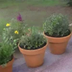Las plantas aromáticas son buenas candidatas para injertos