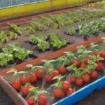 Las técnicas de cultivo bajo plástico: comerciales o sostenibles