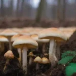 Ventajas y Desventajas del Cultivo de Hongos en Invernaderos