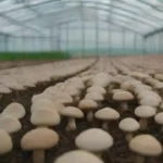 Impacto cultural del cultivo de hongos en invernaderos