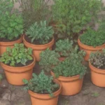 Hierbas coloridas y técnicas de cultivo esenciales
