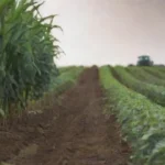 Aspectos clave para la sostenibilidad en agricultura y cultivos