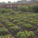 Jardines urbanos y techos verdes para un impacto comunitario y vida sostenible