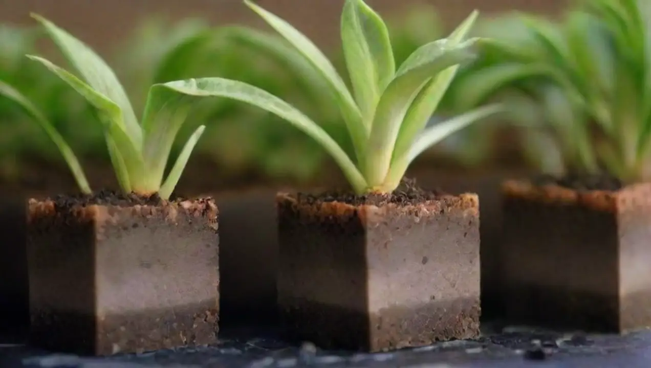 Tipos de sustratos y sus características de Guía para elegir el sustrato adecuado para tus plantas