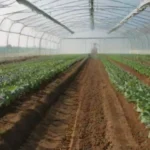 Perspectivas futuras para la agricultura en invernaderos