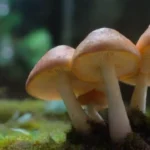 Cómo establecer precios competitivos para los hongos