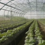 Creación de comunidades sobre cultivo en invernaderos