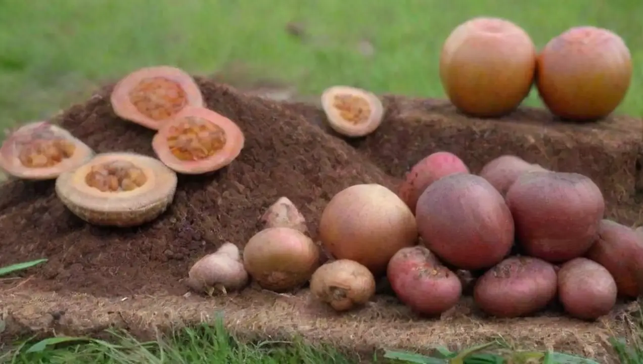 Métodos de Cultivo de Hongos en Sistemas Agroecológicos de Cultivo de Hongos en Sistemas Agroecológicos Sostenibles