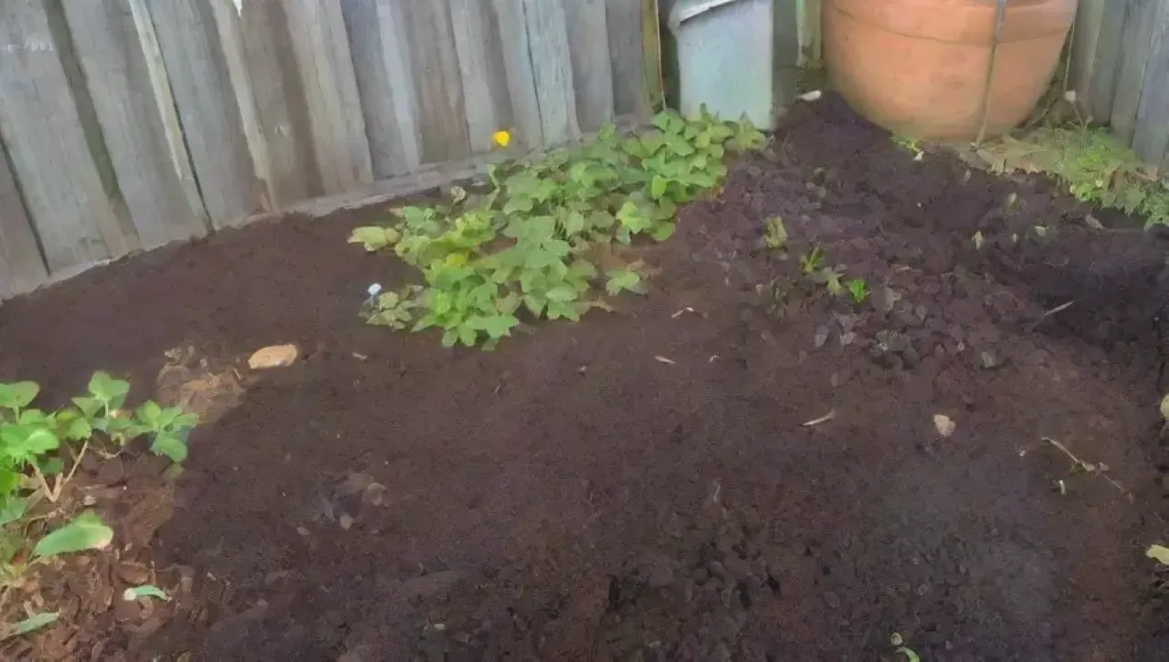 Un ecosistema vibrante y armonioso con biochar, plantas verdes y vida en cada rincón