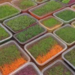 Microgreens frescos