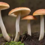 Indicadores de buena nutrición en hongos: cuáles son
