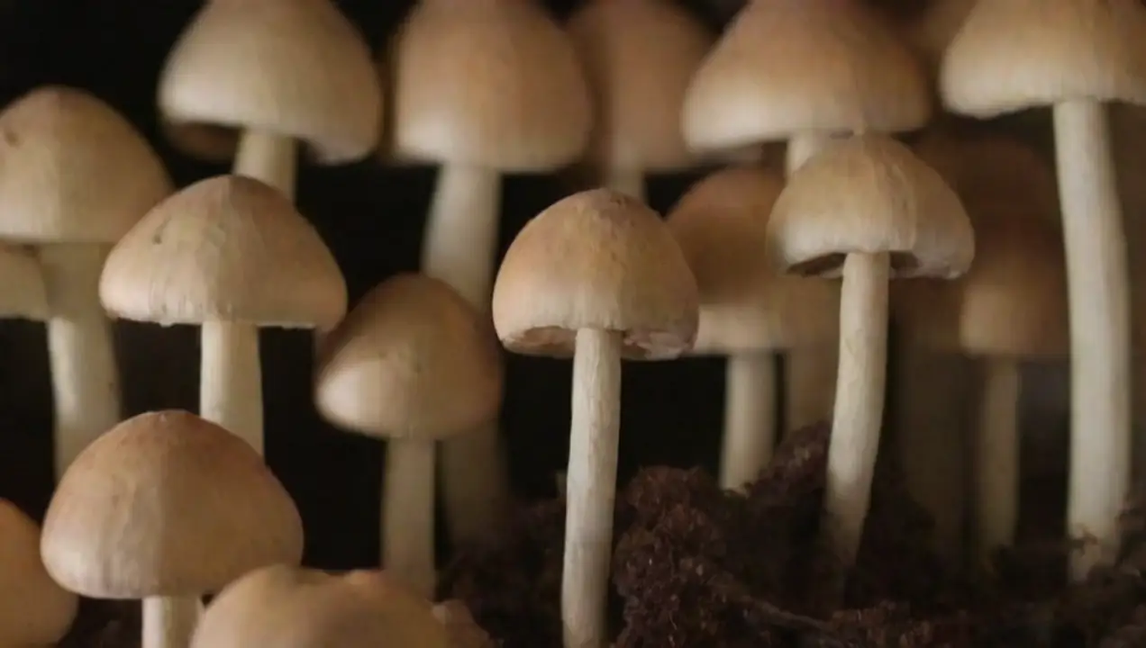 Materiales necesarios para el cultivo de hongos de Cómo hacer un cultivo de hongos en un espacio pequeño