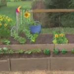 Quieres conocer las plantas que mejor se cosechan en verano