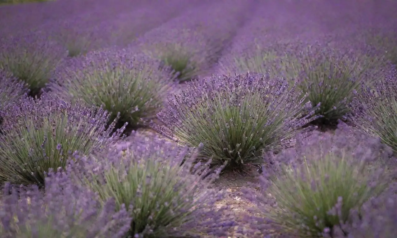 Cuidados estacionales del jardín de lavanda: poda