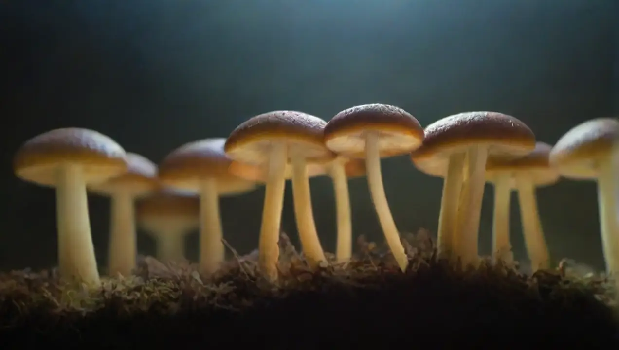 Biotecnología y hongos: una combinación potente de Investigaciones sobre el uso de hongos en procesos industriales