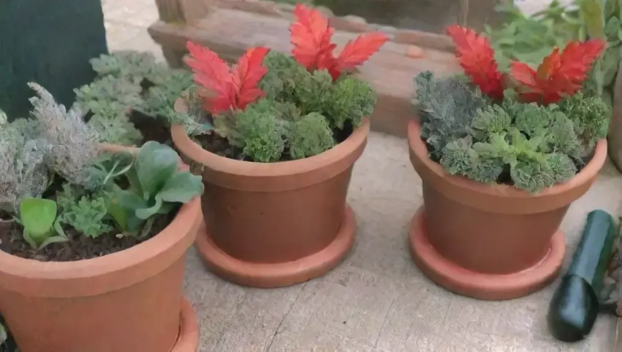 Un jardín invernal lleno de colores suaves, plantas vibrantes y un ambiente acogedor