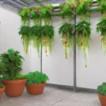 Qué innovaciones han surgido en la hidroponía en la última década