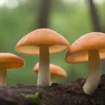 El papel de los hongos en los perfiles nutricionales
