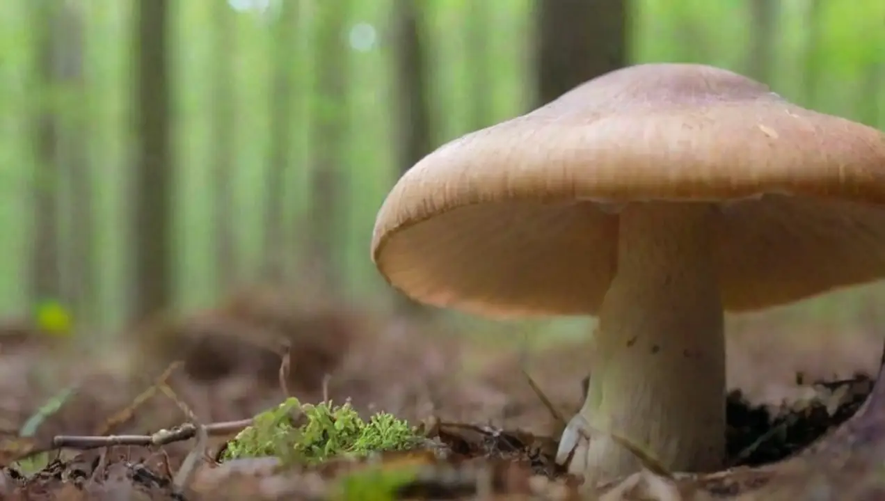 El papel de los hongos en la agricultura sostenible de Avances y perspectivas en la investigación sobre hongos y su futuro