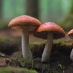 Variedades comestibles de hongos: dónde encontrarlas