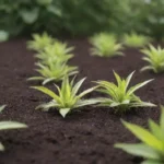 Mulching efectivo mejora la salud del jardín con sustratos ligeros