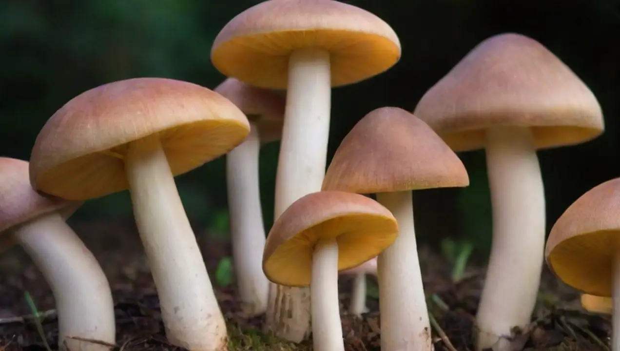 Setas ostra (Pleurotus ostreatus) de Qué variedades de hongos son más fáciles de cultivar