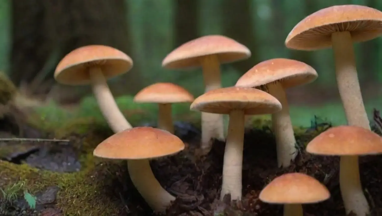 Tipos de hongos populares para cultivar de Los hongos más populares para cultivar esporas en casa