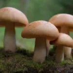 Cultivar hongos en casa: plataformas, opciones y recursos