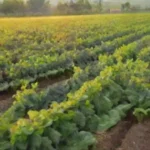 Redes sociales efectivas para promocionar cultivos agrícolas