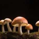 Ciclo de Vida y Desarrollo de los Hongos Cultivados